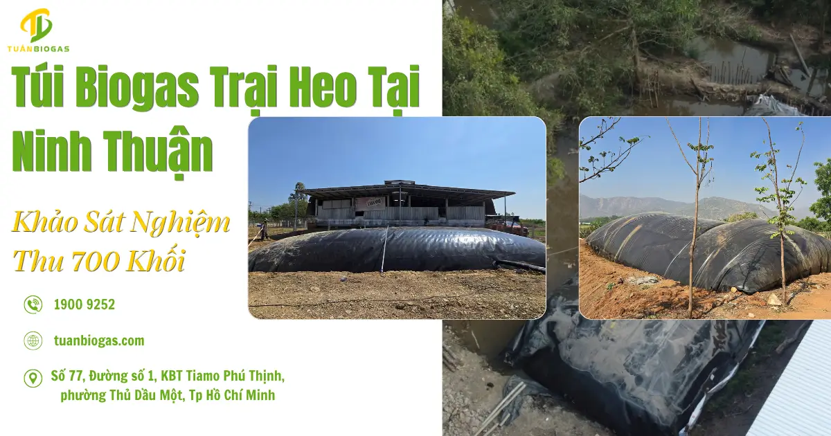 Túi Biogas Trại Heo Tại Ninh Thuận: Nghiệm Thu Thực Tế 700 Khối Sau 6 Tháng & Khảo Sát Mở Rộng